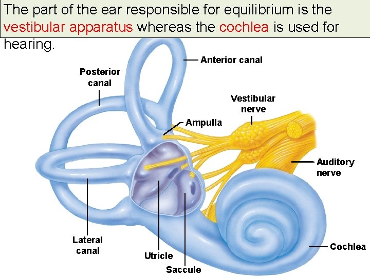 The part of the ear responsible for equilibrium is the vestibular apparatus whereas the