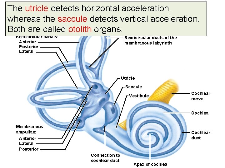 The utricle detects horizontal acceleration, whereas the saccule detects vertical acceleration. Fig. 10. 13