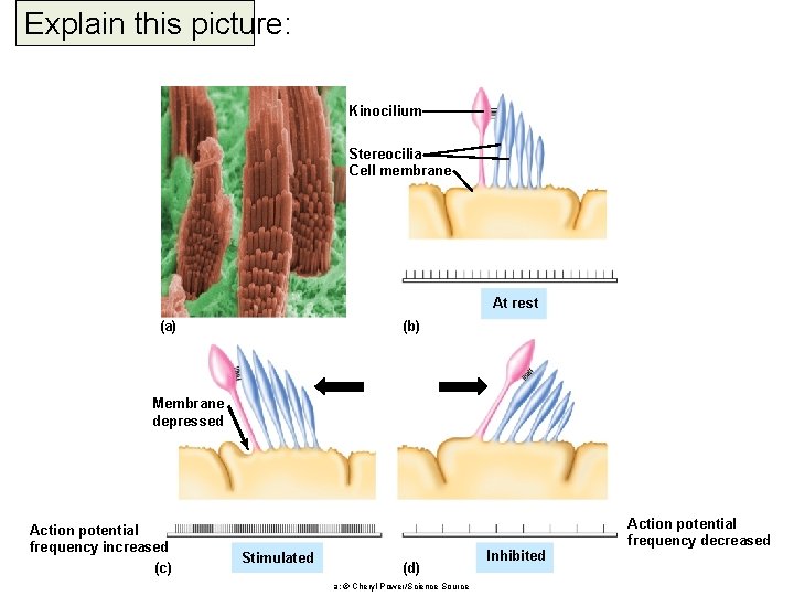 Explain this picture: Kinocilium Stereocilia Cell membrane At rest (a) (b) Membrane depressed Action