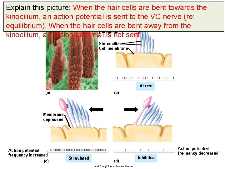 Explain this picture: When the hair cells are bent towards the kinocilium, an action
