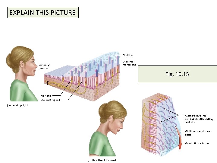 EXPLAIN THIS PICTURE Otoliths Otolithic membrane Sensory axons Fig. 10. 15 Hair cell Supporting