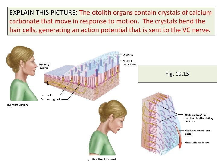 EXPLAIN THIS PICTURE: The otolith organs contain crystals of calcium carbonate that move in