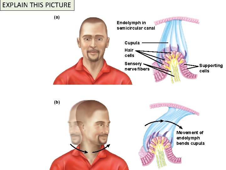 EXPLAIN THIS PICTURE (a) Endolymph in semicircular canal Cupula Hair cells Sensory nerve fibers