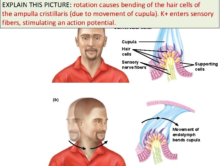 EXPLAIN THIS PICTURE: rotation causes bending of the hair cells of the ampulla cristillaris