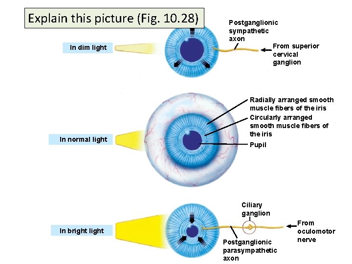 Explain this picture (Fig. 10. 28) In dim light In normal light Postganglionic sympathetic