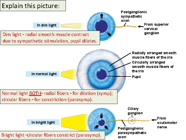 Explain this picture: In dim light Dim light – radial smooth muscle contract due