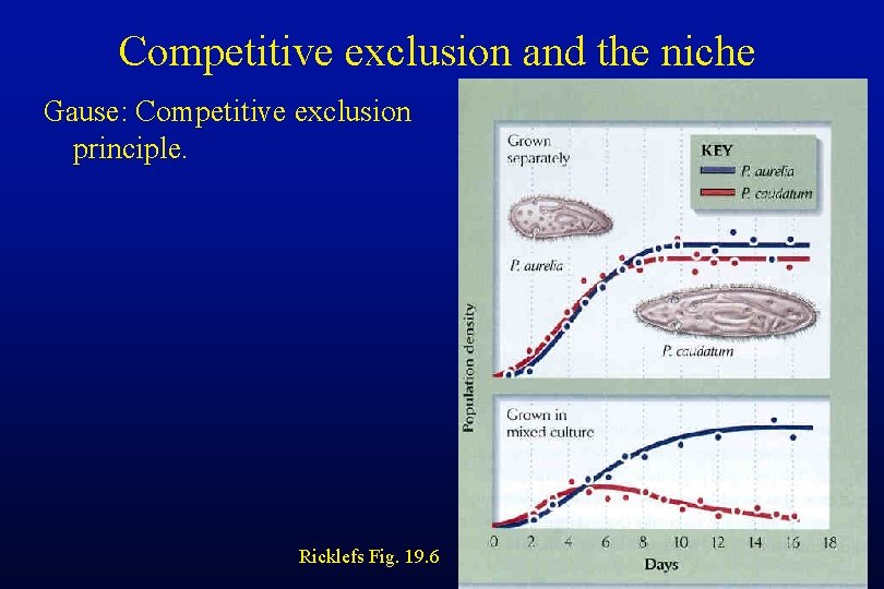 Competitive exclusion and the niche Gause: Competitive exclusion principle. Ricklefs Fig. 19. 6 