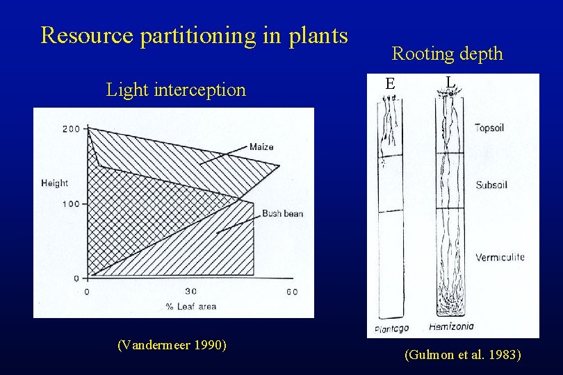Resource partitioning in plants Light interception (Vandermeer 1990) Rooting depth E L (Gulmon et