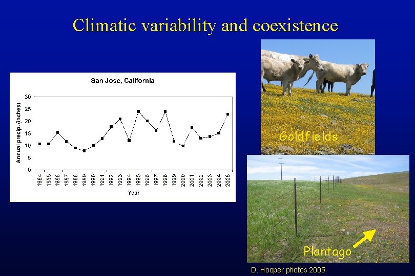 Climatic variability and coexistence Goldfields Plantago D. Hooper photos 2005 