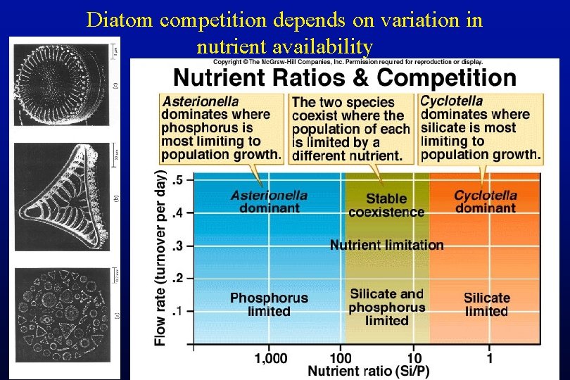 Diatom competition depends on variation in nutrient availability 