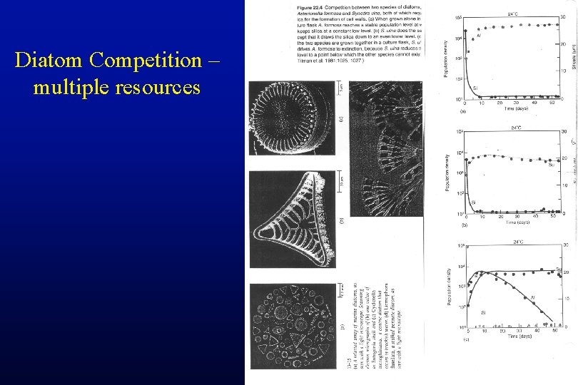Diatom Competition – multiple resources 