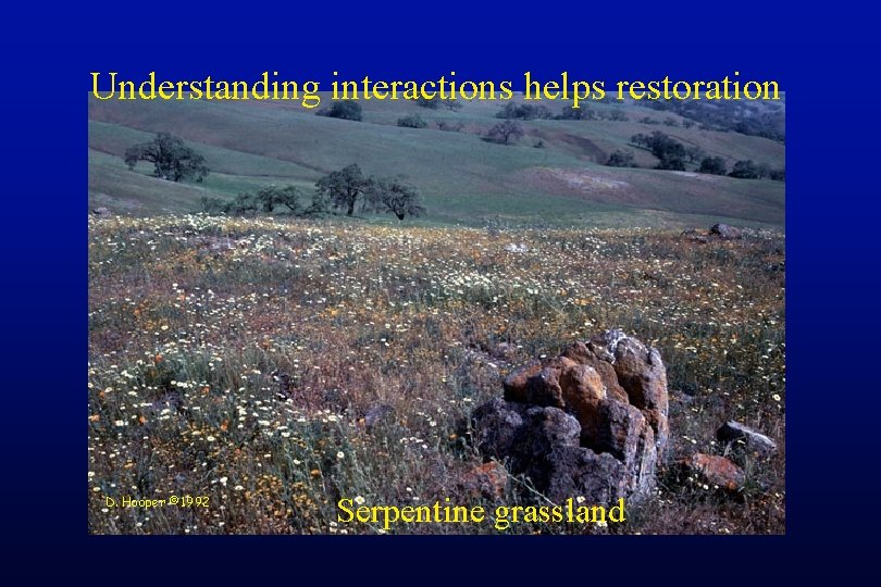 Understanding interactions helps restoration D. Hooper © 1992 Serpentine grassland 