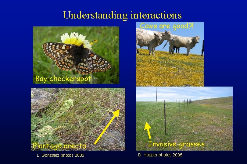 Understanding interactions Cows are good? ! Bay checkerspot Plantago erecta L. Gonzalez photos 2005