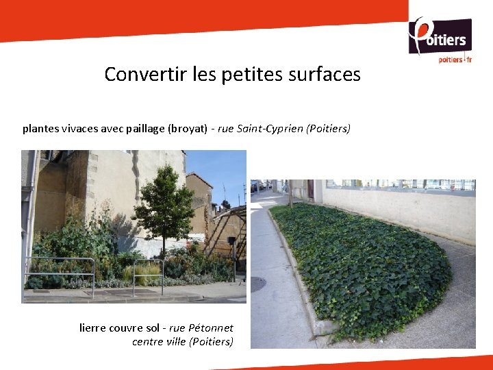 Convertir les petites surfaces plantes vivaces avec paillage (broyat) - rue Saint-Cyprien (Poitiers) lierre