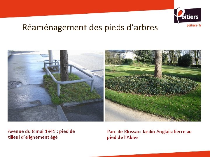 Réaménagement des pieds d’arbres Avenue du 8 mai 1945 : pied de tilleul d’alignement