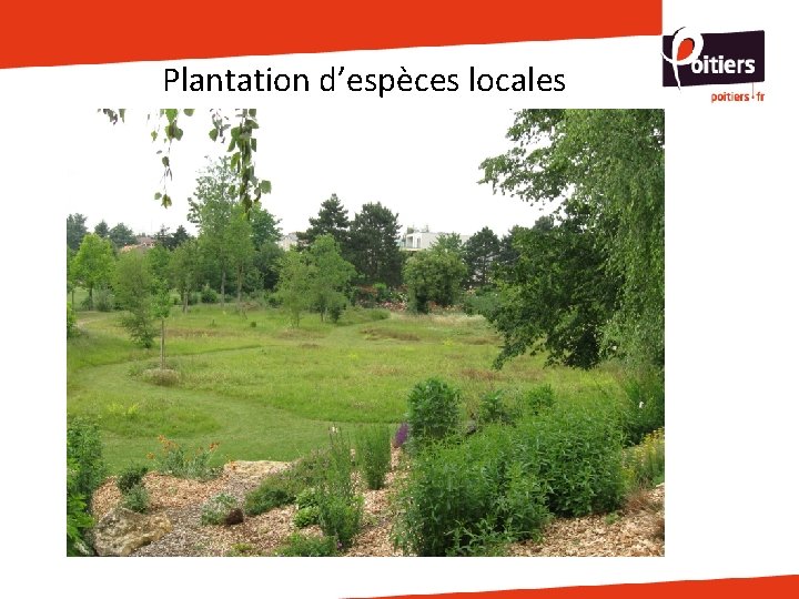 Plantation d’espèces locales Plantation d’espèces locales