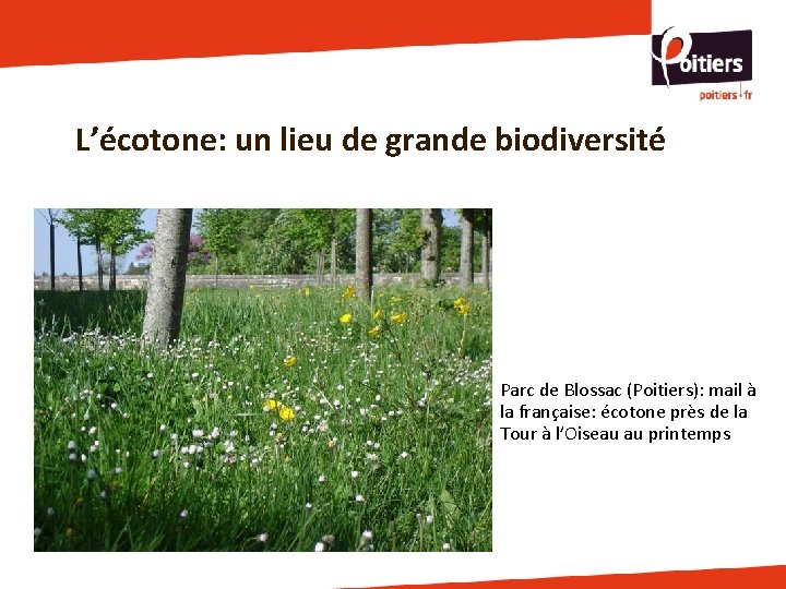 L’écotone: un lieu de grande biodiversité Parc de Blossac (Poitiers): mail à la française: L’écotone: un lieu de grande biodiversité Parc de Blossac (Poitiers): mail à la française: