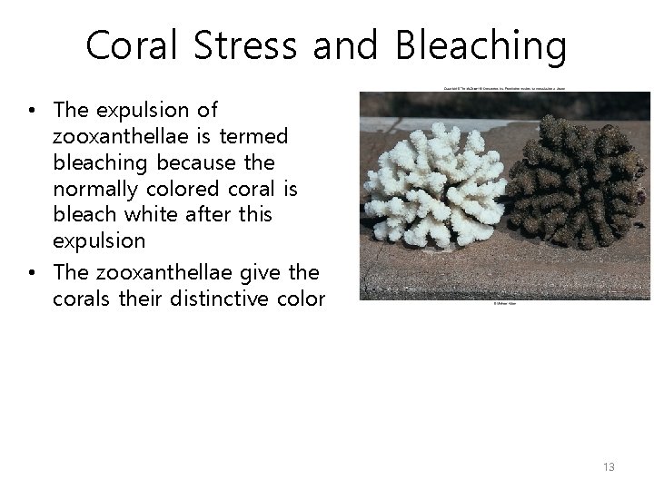 Coral Stress and Bleaching • The expulsion of zooxanthellae is termed bleaching because the