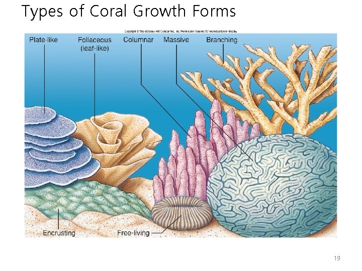 Types of Coral Growth Forms 19 