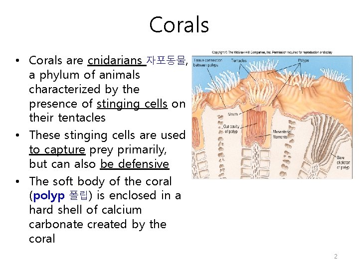 Corals • Corals are cnidarians 자포동물, a phylum of animals characterized by the presence