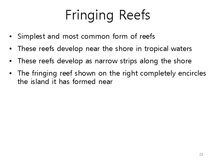 Fringing Reefs • Simplest and most common form of reefs • These reefs develop