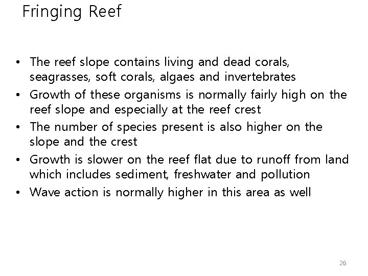 Fringing Reef • The reef slope contains living and dead corals, seagrasses, soft corals,