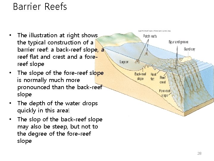 Barrier Reefs • The illustration at right shows the typical construction of a barrier