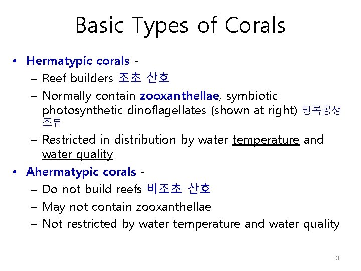 Basic Types of Corals • Hermatypic corals – Reef builders 조초 산호 – Normally
