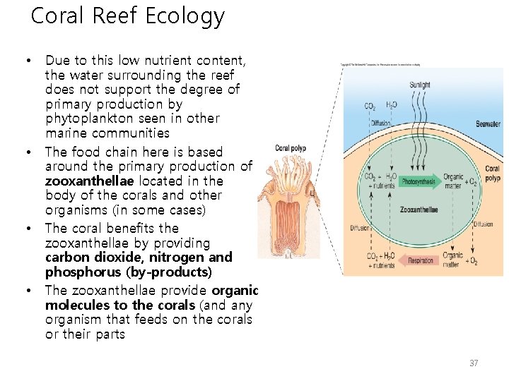 Coral Reef Ecology • • Due to this low nutrient content, the water surrounding