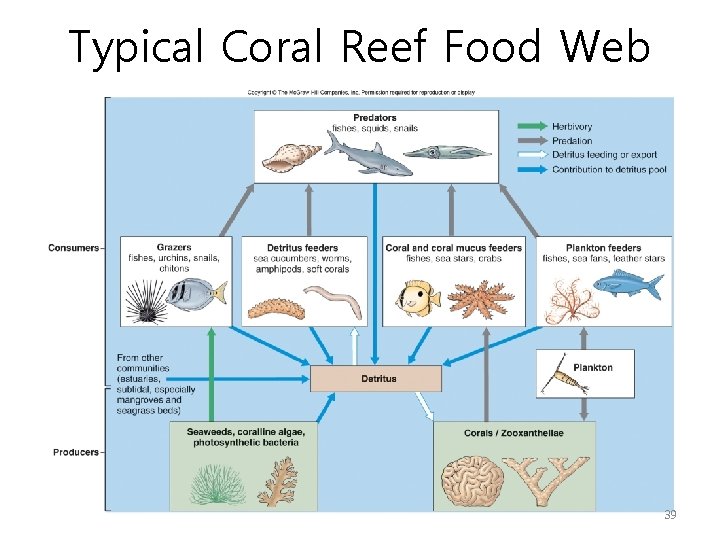 Typical Coral Reef Food Web 39 