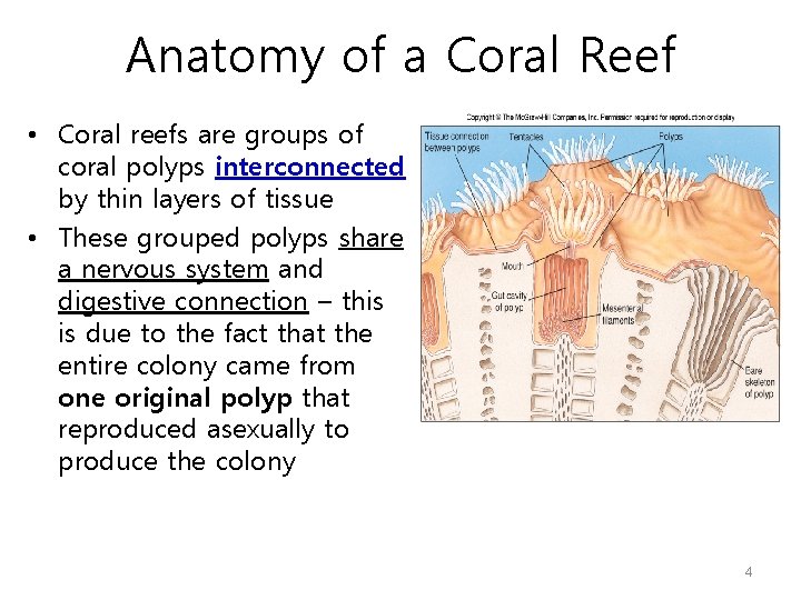 Anatomy of a Coral Reef • Coral reefs are groups of coral polyps interconnected