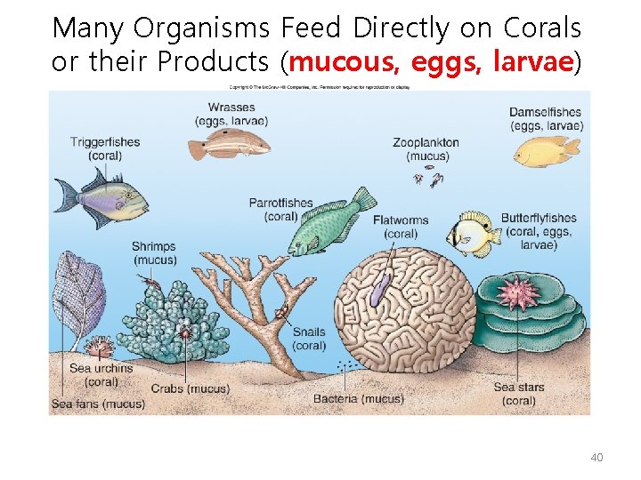 Many Organisms Feed Directly on Corals or their Products (mucous, eggs, larvae) 40 