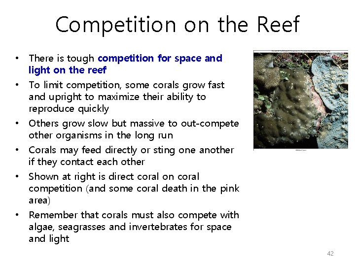 Competition on the Reef • There is tough competition for space and light on