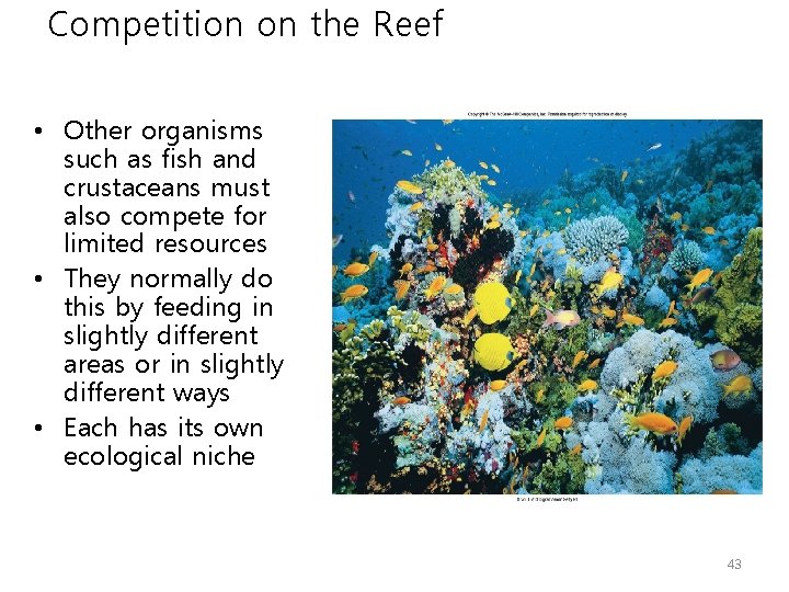 Competition on the Reef • Other organisms such as fish and crustaceans must also