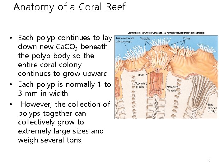 Anatomy of a Coral Reef • Each polyp continues to lay down new Ca.