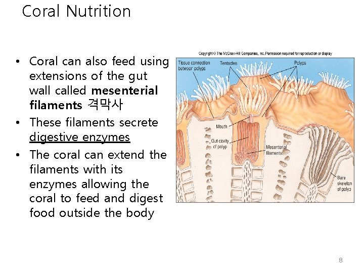 Coral Nutrition • Coral can also feed using extensions of the gut wall called