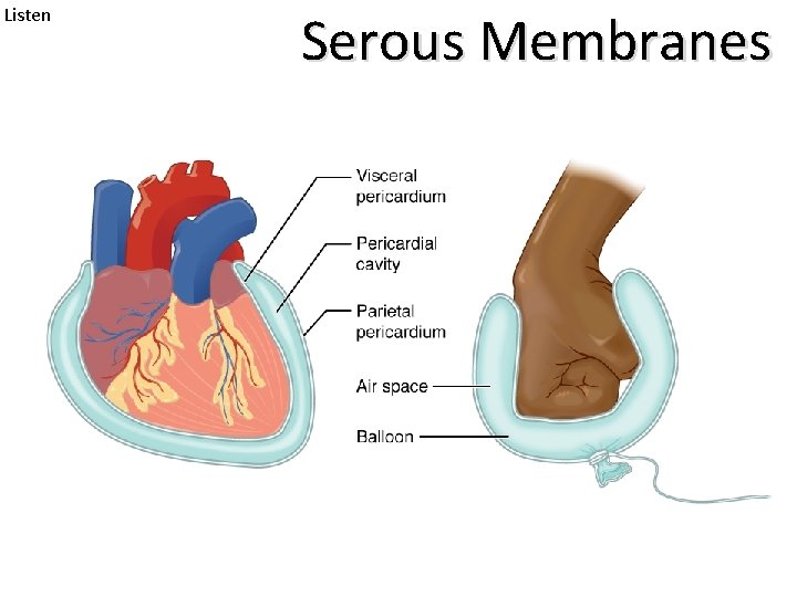 Listen Serous Membranes 