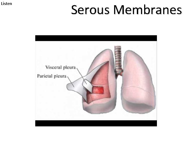 Listen Serous Membranes 