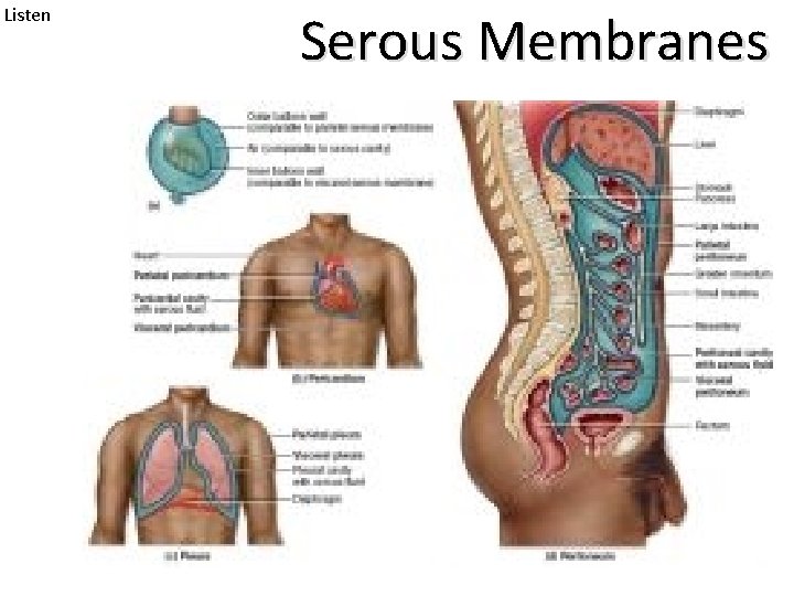 Listen Serous Membranes 