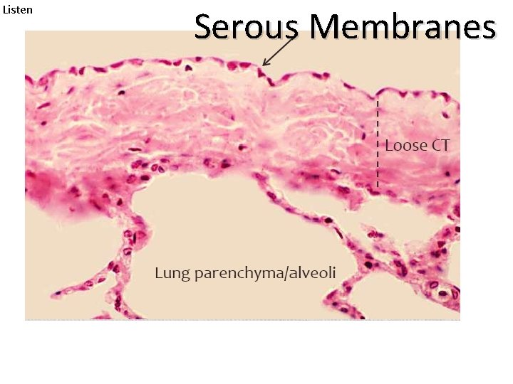 Listen Serous Membranes 