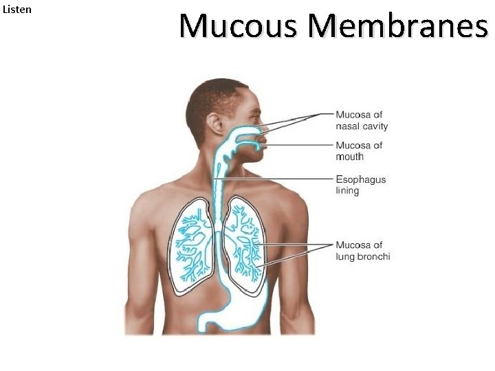 Listen Mucous Membranes 