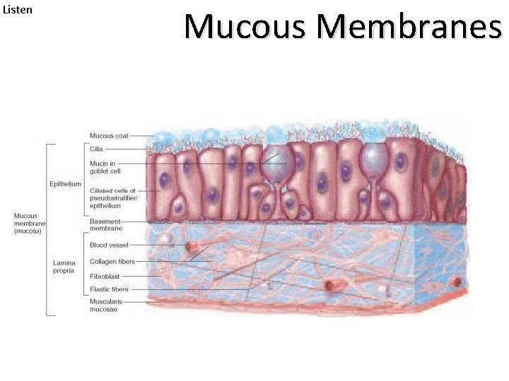 Listen Mucous Membranes 