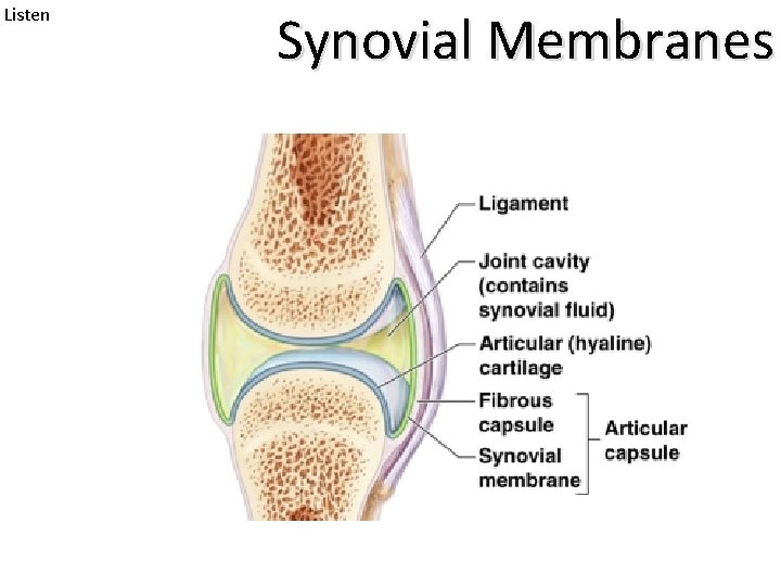 Listen Synovial Membranes 
