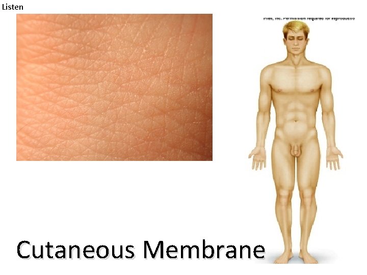 Listen Cutaneous Membrane 