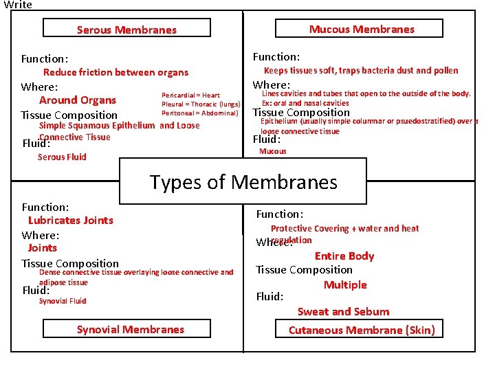 Write Mucous Membranes Serous Membranes Function: Reduce friction between organs Where: Around Organs Tissue