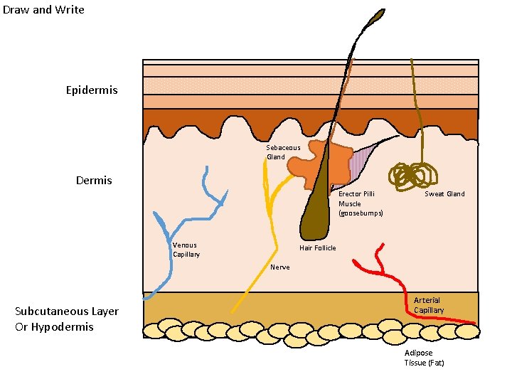 Draw and Write Epidermis Sebaceous Gland Dermis Erector Pilli Muscle (goosebumps) Venous Capillary Sweat