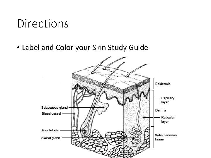 Directions • Label and Color your Skin Study Guide 