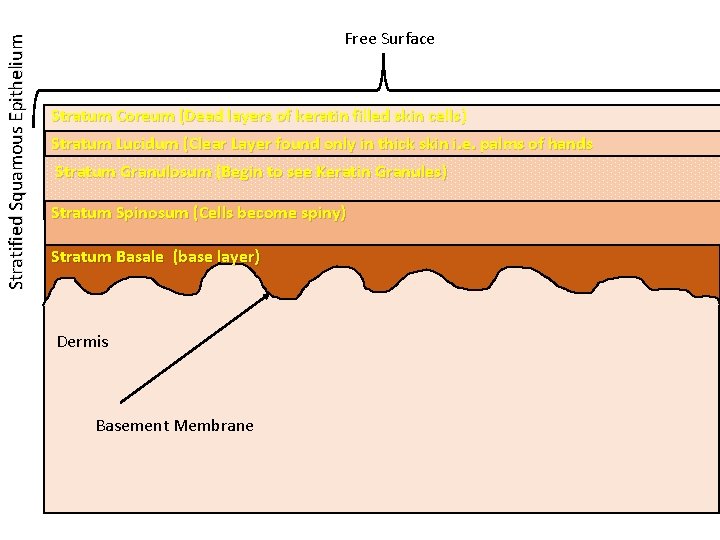 Stratified Squamous Epithelium Free Surface Stratum Coreum (Dead layers of keratin filled skin cells)