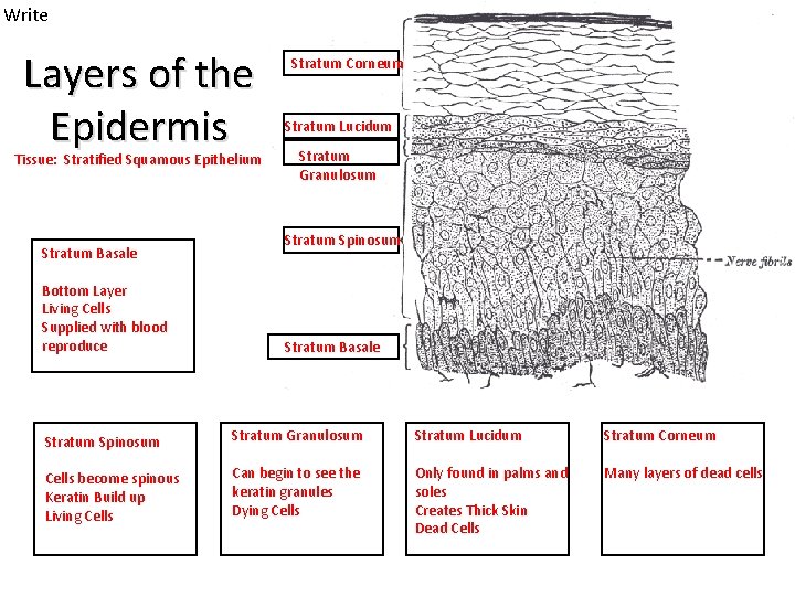 Write Layers of the Epidermis Tissue: Stratified Squamous Epithelium Stratum Basale Bottom Layer Living