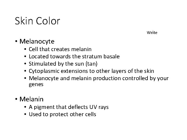 Skin Color Write • Melanocyte • • • Cell that creates melanin Located towards